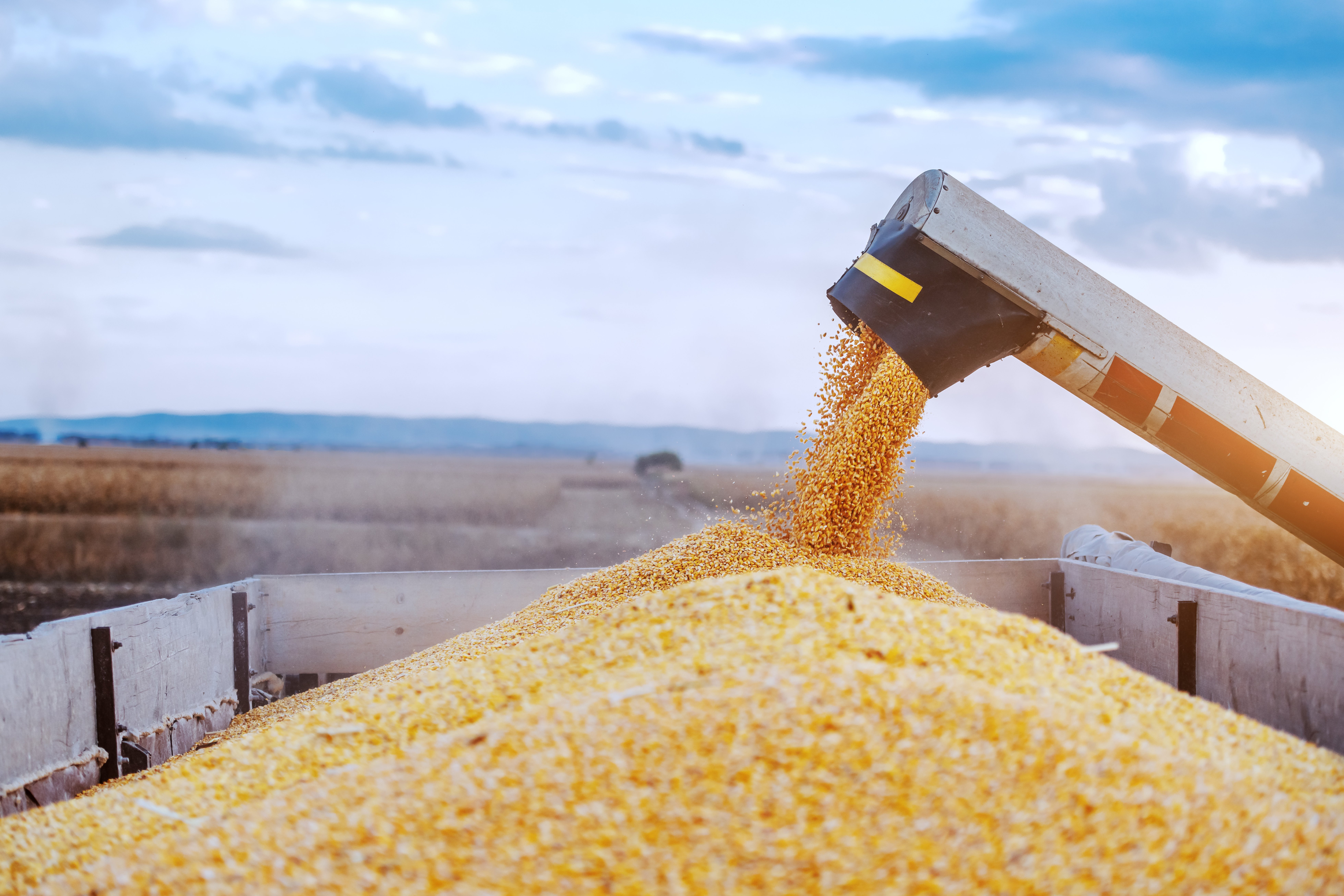 corn